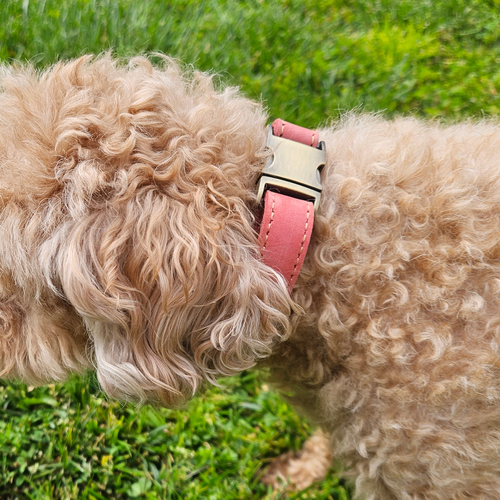 Dog Leather Collar