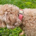 Dog Leather Collar