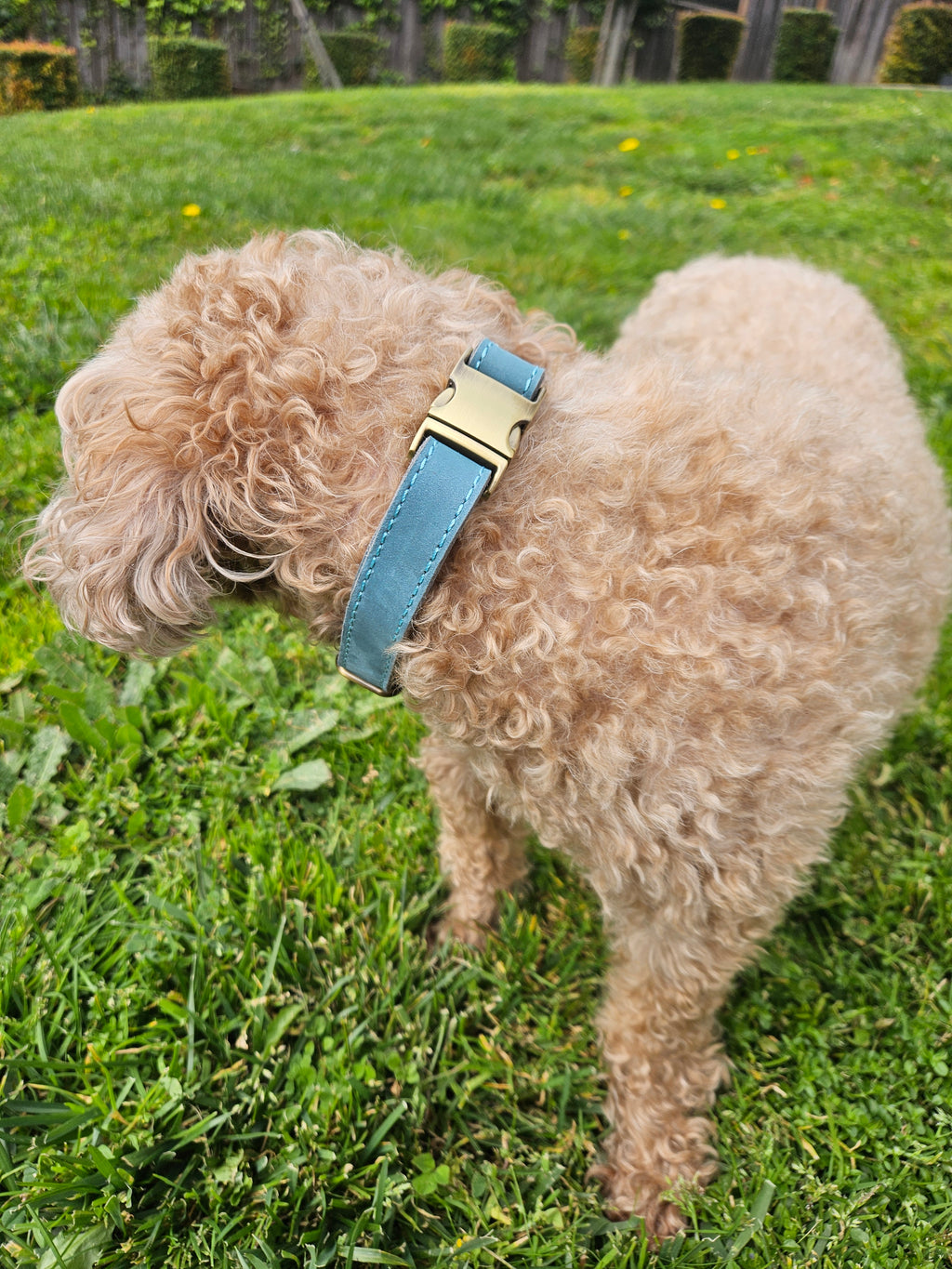 Dog Leather Collar